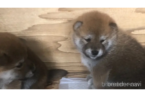 販売中の三重県の柴犬-379466の9枚目
